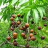 Soapberry - Seeds