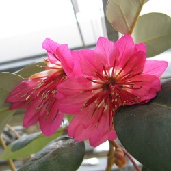 Hong kong rose - Seeds