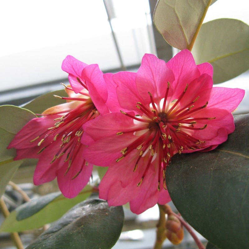 Hong kong rose - Seeds