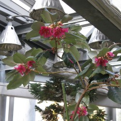 Hong kong rose - Seeds