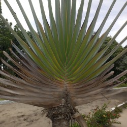 Traveller's palm - Seeds