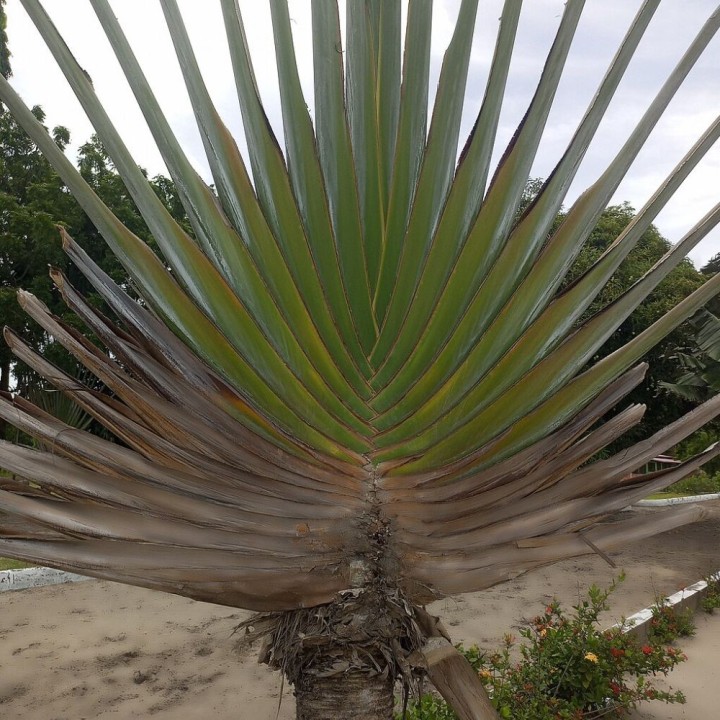 Traveller's palm - Seeds