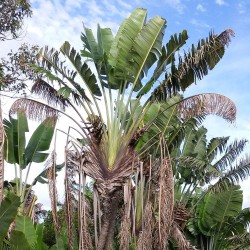 Traveller's palm - Seeds