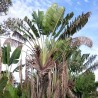 Traveller's palm - Seeds