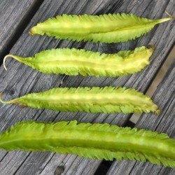 Winged bean - Seeds