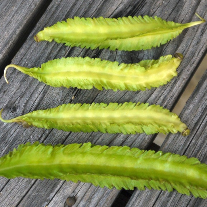 Winged bean - Seeds
