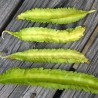 Winged bean - Seeds