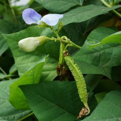 Winged bean - Seeds