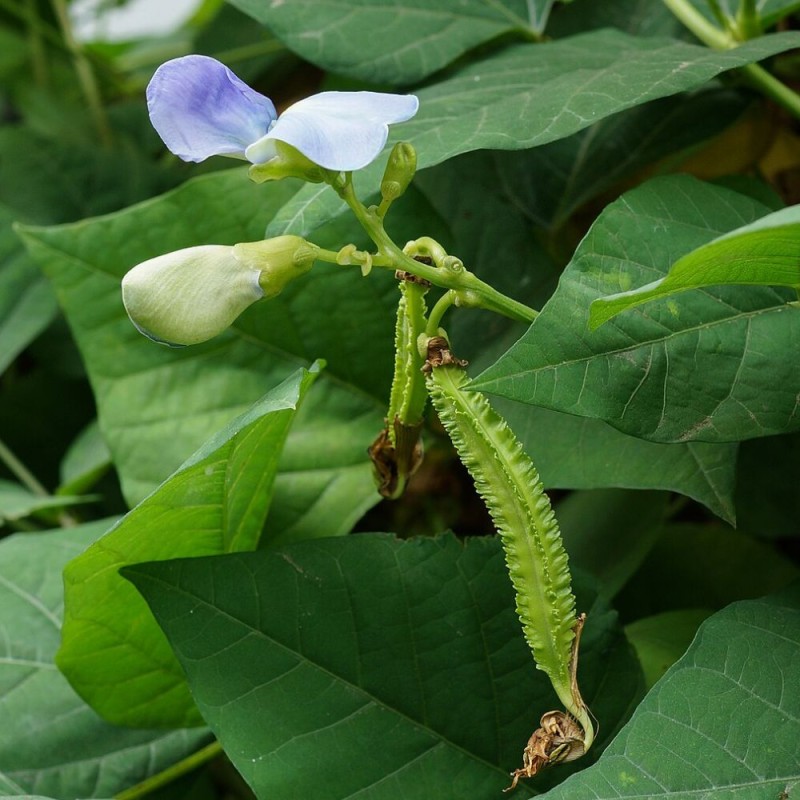 Winged bean - Seeds