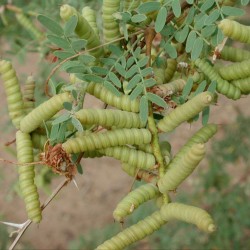Screwbean mesquite - Seeds