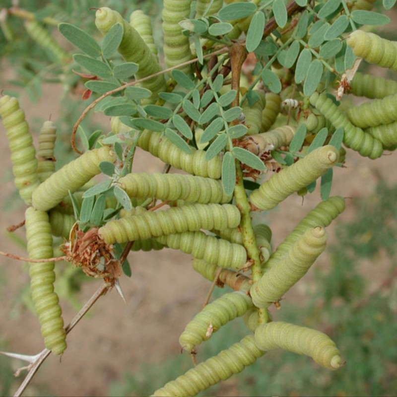 Screwbean mesquite - Seeds