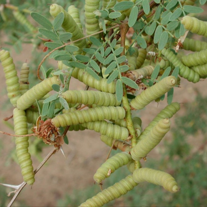 Screwbean mesquite - Seeds