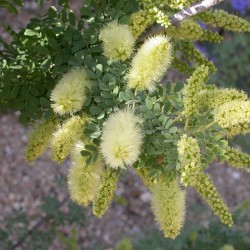 Screwbean mesquite - Seeds