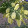 Screwbean mesquite - Seeds