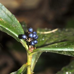 Marble berry - Seeds