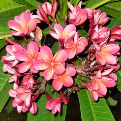 Frangipani - Seeds