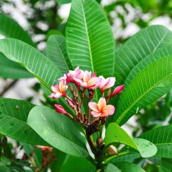 Frangipani - Seeds