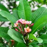 Frangipani - Seeds