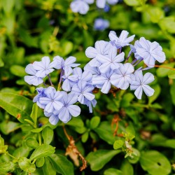 Cape leadwort - Seeds