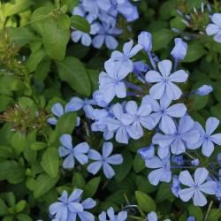 Cape leadwort - Seeds