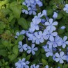 Cape leadwort - Seeds