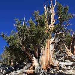 Bristlecone Pine - Seeds