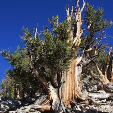 Bristlecone Pine - Seeds
