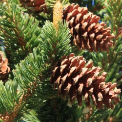 Bristlecone Pine - Seeds