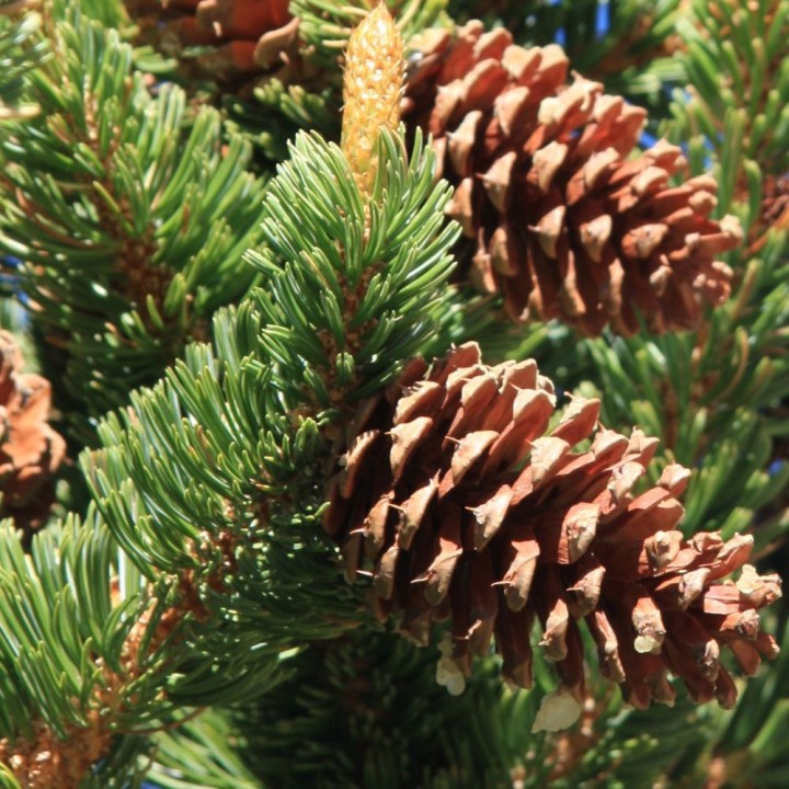 Bristlecone Pine - Seeds