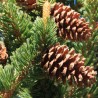 Bristlecone Pine - Seeds