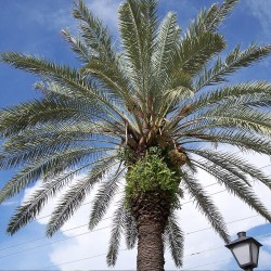 Date palm - Seeds