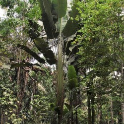 South american travellers palm - Seeds
