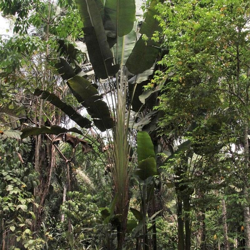 South american travellers palm - Seeds
