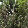 South american travellers palm - Seeds