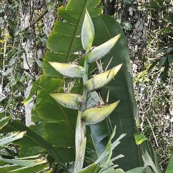 South american travellers palm - Seeds