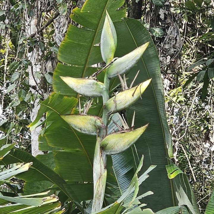 South american travellers palm - Seeds