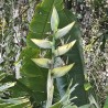 South american travellers palm - Seeds