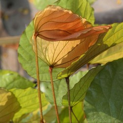 Goldleaf Bauhinia - Seeds