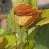 Goldleaf Bauhinia - Seeds