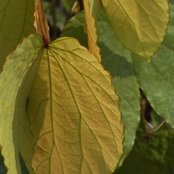 Goldleaf Bauhinia - Seeds