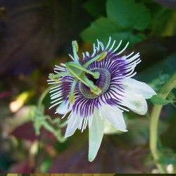 Woodland passionflower - Seeds