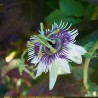 Woodland passionflower - Seeds