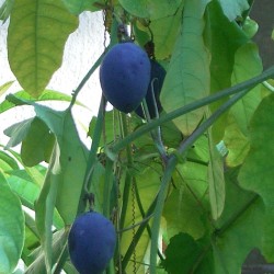 Woodland passionflower - Seeds