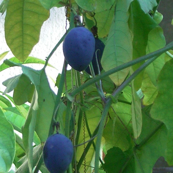 Woodland passionflower - Seeds