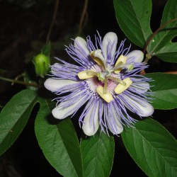 Maypop passionflower - Seeds
