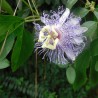 Maypop passionflower - Seeds