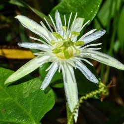 Passionflower capsularis - Seeds