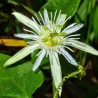 Passionflower capsularis - Seeds