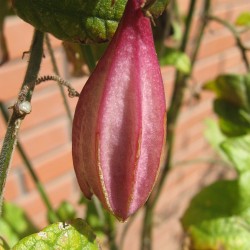 Passionflower capsularis - Seeds