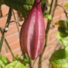 Passionflower capsularis - Seeds